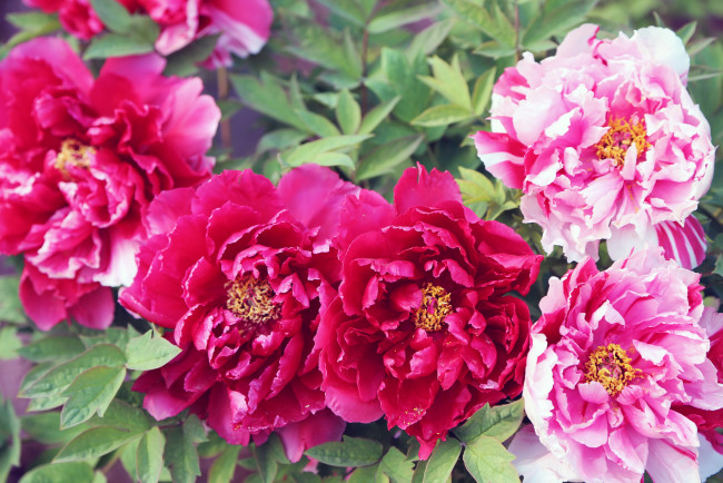 Обои картинки фото цветы, пионы