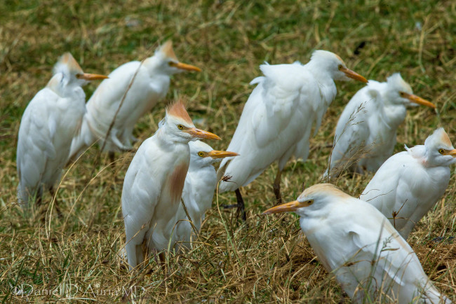 Обои картинки фото животные, цапли, белые, хохолки