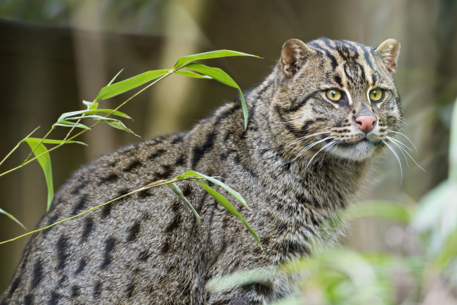 Обои картинки фото животные, дикие, кошки, кот-рыболов