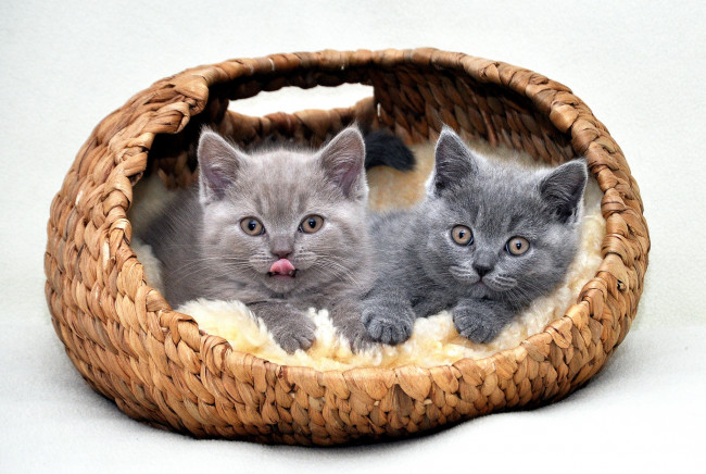 Обои картинки фото животные, коты, британец, котята, корзинка