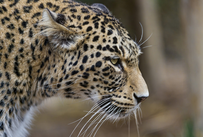 Обои картинки фото животные, леопарды, профиль