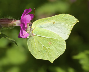 Картинка животные бабочки +мотыльки +моли бабочка цветок макро