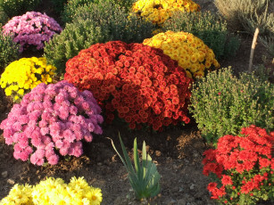 Картинка цветы хризантемы бутоны