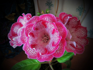 Картинка глоксиния +сорт+шаганэ цветы глоксиния+ синнингия домашнее ростение сорт шаганэ