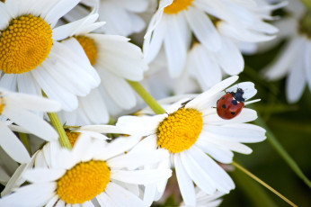 Картинка цветы ромашки макро насекомое божья коровка лепестки лето