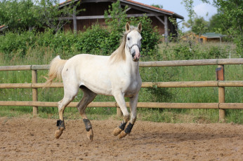 Картинка животные лошади вольер лошадка