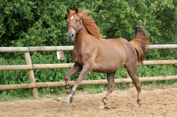 Картинка животные лошади вольер лошадка