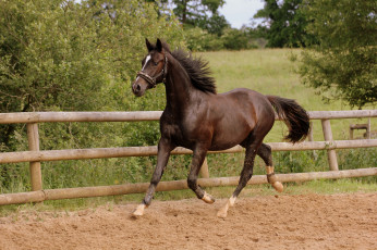 Картинка животные лошади вольер лошадка
