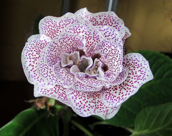 Обои картинки фото глоксиния,  сорт шаганэ, цветы, глоксиния , синнингия, домашнее, ростение, сорт, шаганэ