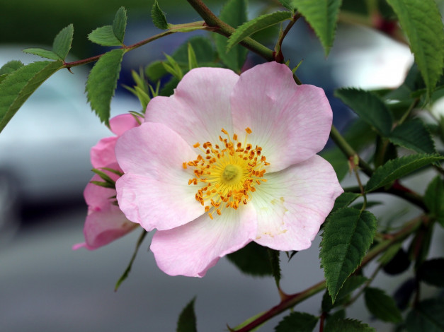 Обои картинки фото цветы, шиповник, лепестки, листья, макро