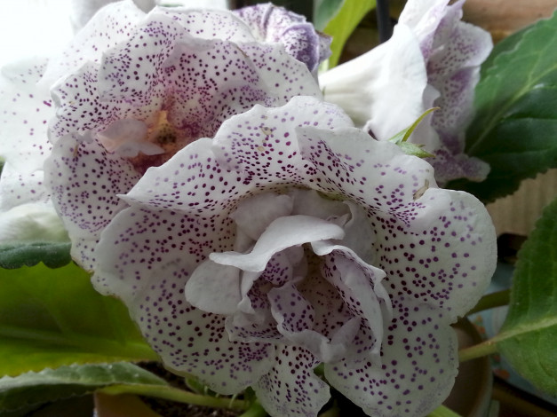 Обои картинки фото глоксиния,  сорт шаганэ, цветы, глоксиния , синнингия, домашнее, ростение, сорт, шаганэ