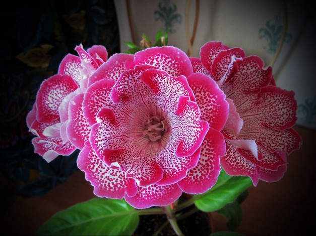 Обои картинки фото глоксиния,  сорт шаганэ, цветы, глоксиния , синнингия, домашнее, ростение, сорт, шаганэ