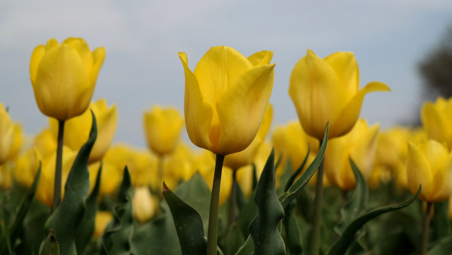 Обои картинки фото цветы, тюльпаны, небо, листья, лепестки, стебель, природа, макро