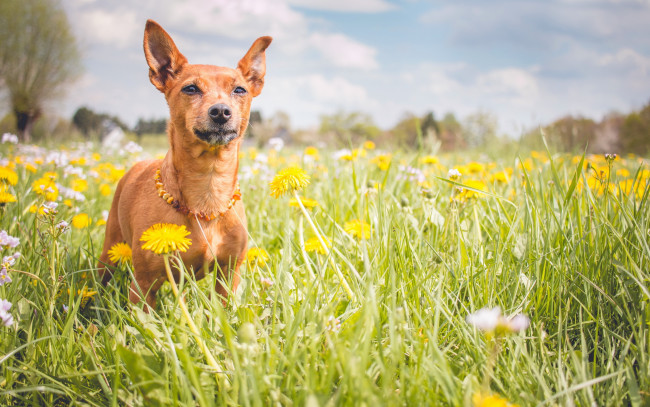Обои картинки фото животные, собаки, собака, лето, друг, взгляд