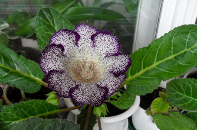 Обои картинки фото глоксиния,  сорт шаганэ, цветы, глоксиния , синнингия, домашнее, ростение, сорт, шаганэ