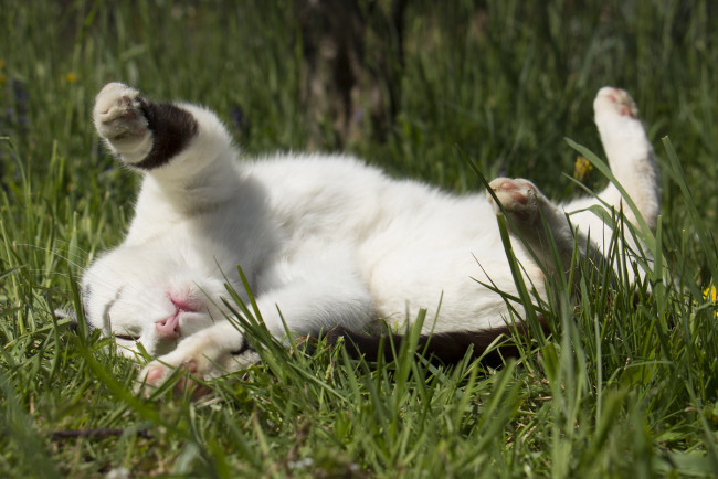 Обои картинки фото животные, коты, отдых, трава, кошак, кот