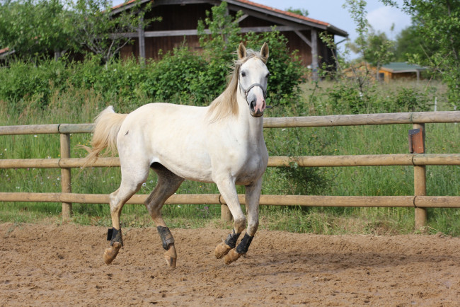 Обои картинки фото животные, лошади, вольер, лошадка