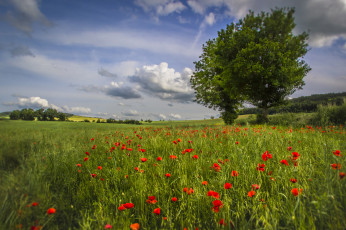 Картинка природа луга простор