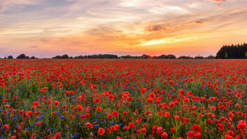 Картинка природа поля простор