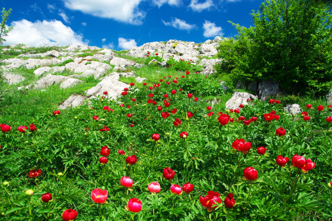 Обои картинки фото природа, луга, простор