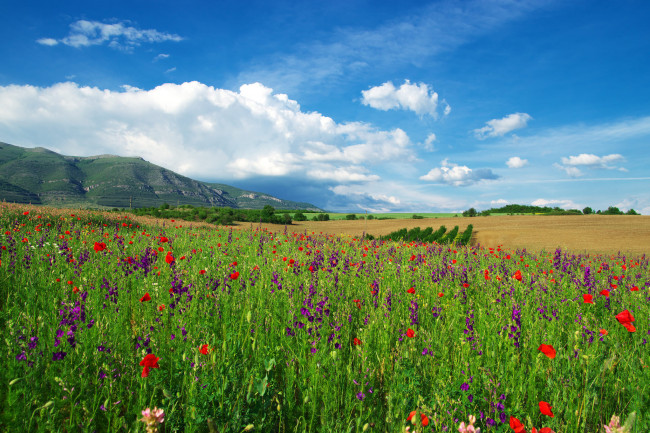 Обои картинки фото природа, поля, простор