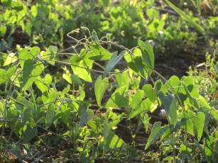 Картинка природа листья лето 2018