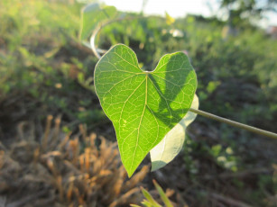 Картинка природа листья лето 2018