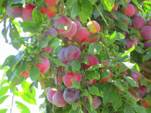 Картинка природа плоды лето 2018