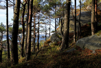 Картинка природа лес простор