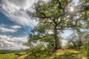 Картинка природа деревья простор