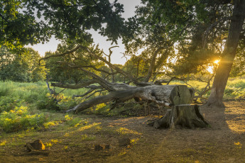 Картинка природа лес простор