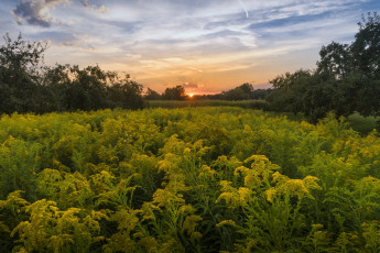 Картинка природа луга простор