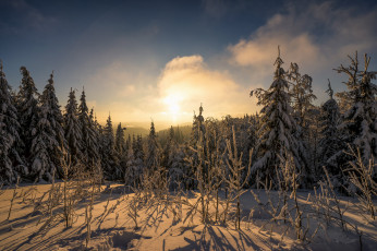 Картинка природа лес простор