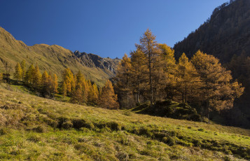 Картинка природа лес простор