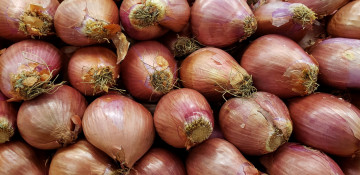 Картинка еда лук репчатый