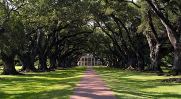 Картинка природа парк дубы