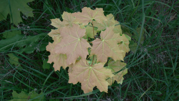 Картинка природа листья клён маленькое дерево трава