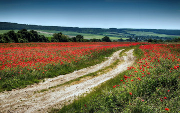 Картинка природа дороги маки луга лето дорога проселочная