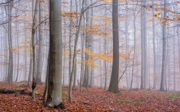 Картинка природа лес туман