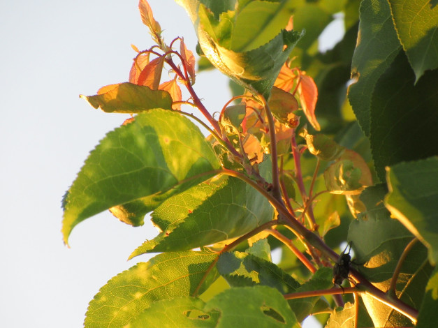 Обои картинки фото природа, листья