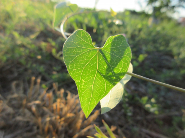 Обои картинки фото природа, листья, лето, 2018