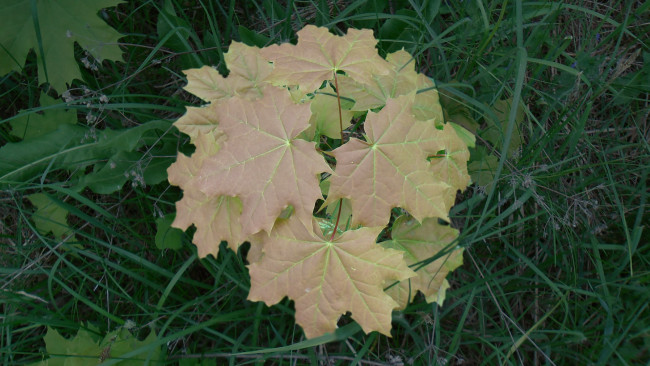 Обои картинки фото природа, листья, клён, маленькое, дерево, трава