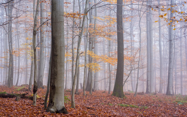 Обои картинки фото природа, лес, туман