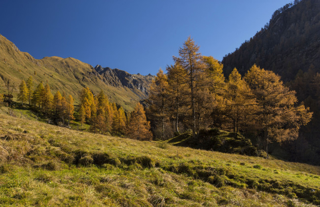 Обои картинки фото природа, лес, простор