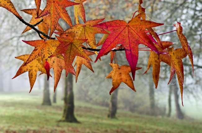 Обои картинки фото природа, листья