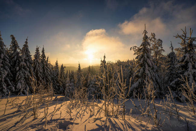 Обои картинки фото природа, лес, простор