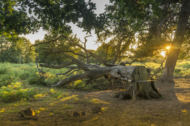 Обои картинки фото природа, лес, простор