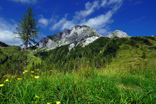 Обои картинки фото природа, луга, простор