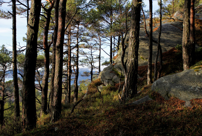 Обои картинки фото природа, лес, простор