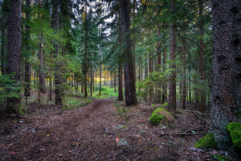 Картинка природа лес сосны ели тропинка